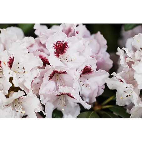 Pflanzen für dich  Großblumiger Rhododendron 30-40 cm