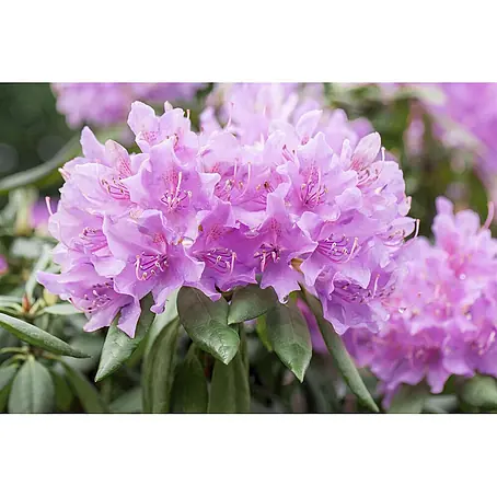 Pflanzen für dich  Rhododendron 40- 50 cm