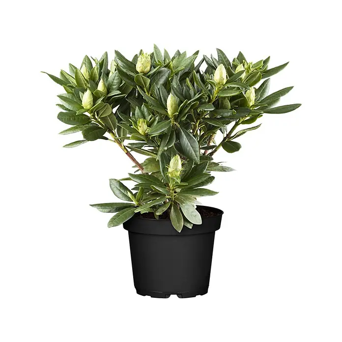 Pflanzen für dich Rhododendron 40- 50 cm - Rhododendron catawbiense 'Grandiflorum', Blütenfarbe: Lila - Eine leuchtend grüne Topfpflanze mit zahlreichen hellgrünen Blütenknospen in einem schwarzen Kunststofftopf.