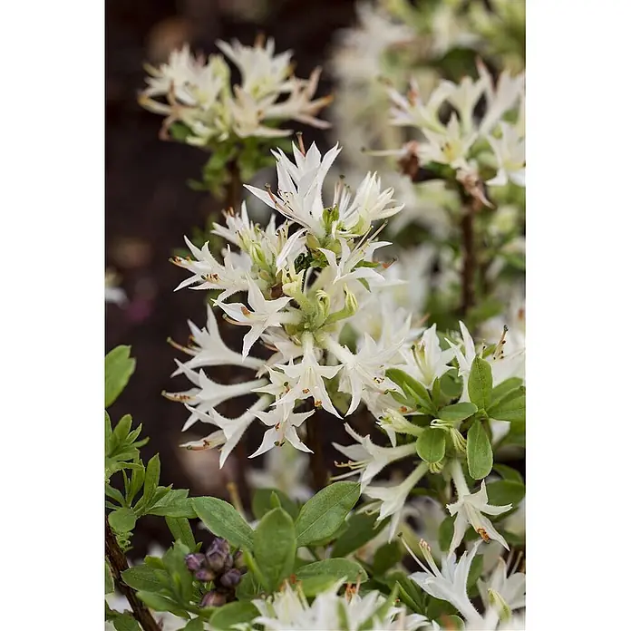 Pflanzen für dich Rhododendron 40-50 cm - Rhododendron atlanticum, Blütenfarbe: Weiß - Weiße, sternförmige Blüten auf einer Pflanze mit grünen Blättern.