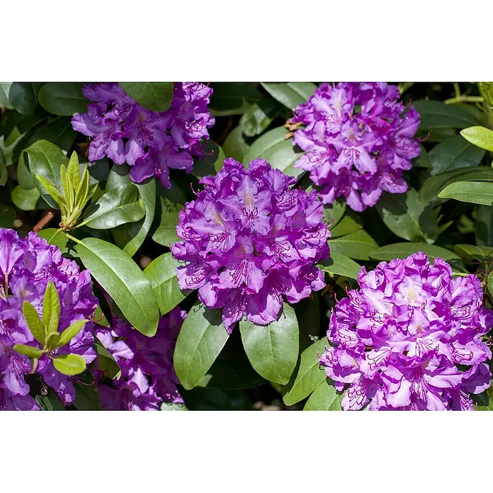 Pflanzen für dich Großblumiger Rhododendron 70-80 cm - Rhododendron 'Catawbiense Grandiflorum', Lila - Nahaufnahme von leuchtend lila Rhododendronblüten zwischen dunkelgrünen Blättern.