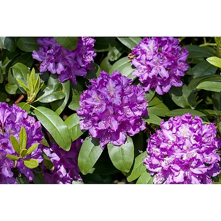 Pflanzen für dich  Großblumiger Rhododendron 30-40 cm