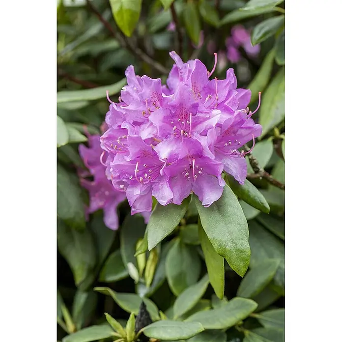 Pflanzen für dich Großblumiger Rhododendron 70-80 cm - Rhododendron 'Catawbiense Grandiflorum', Lila - Blütenstand leuchtend violetter Blüten mit auffälligen Staubblättern, an einer Pflanze mit grünen Blättern blühend.