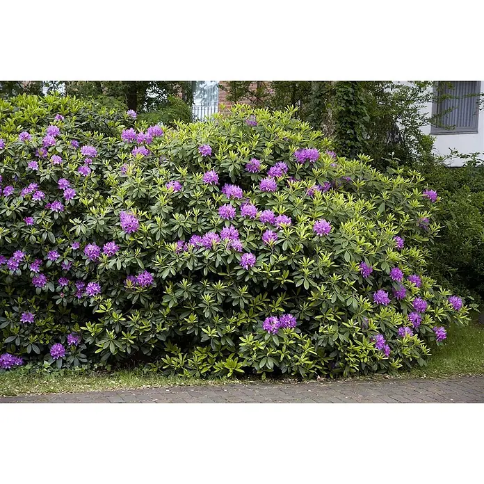 Pflanzen für dich Großblumiger Rhododendron 70-80 cm - Rhododendron 'Catawbiense Grandiflorum', Lila - Lila Rhododendronbusch in voller Blüte mit dichtem grünem Laub in einem Garten.