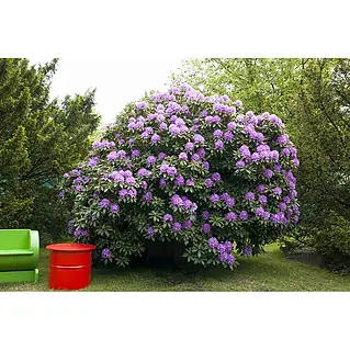 thuja c1000 Northern White Cedar 100 Seeds Thuja occidentalis – R&B Floridaseeds