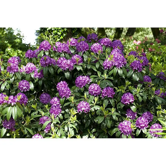Pflanzen für dich Großblumiger Rhododendron 70-80 cm - Rhododendron 'Catawbiense Grandiflorum', Lila - Ein leuchtender Strauch mit violetten Rhododendronblüten und grünen Blättern im Garten.