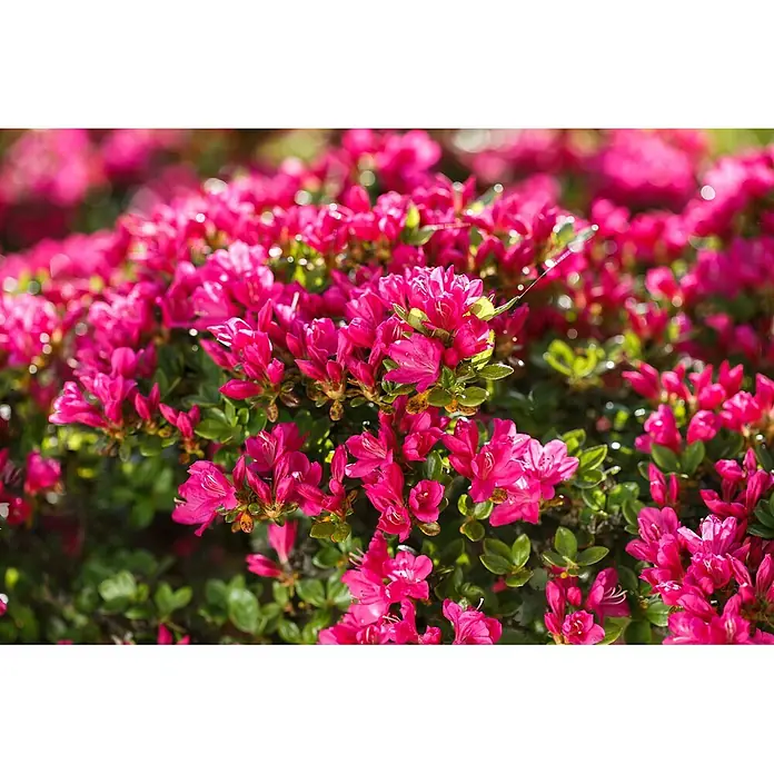 Pflanzen für dich Japanische Azalee 10-15 cm - Rhododendron obtusum 'Kermesina', Rosa - Nahaufnahme von leuchtend rosa Blüten und grünen Blättern an einem blühenden Strauch.