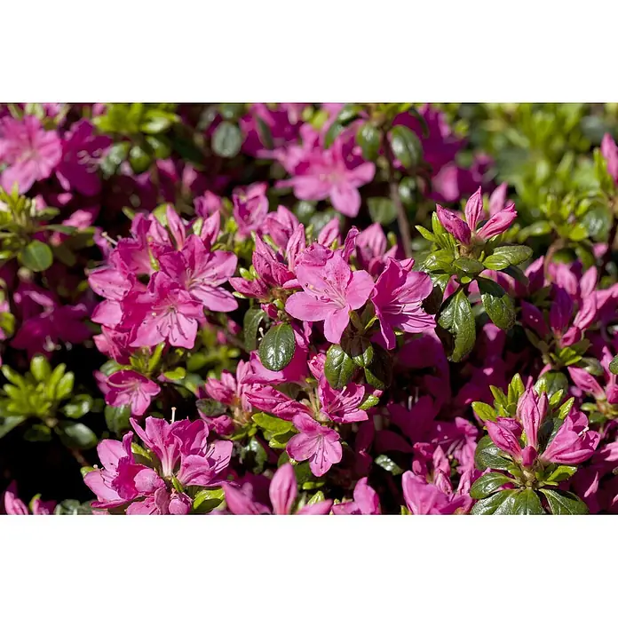 Pflanzen für dich Japanische Azalee 10-15 cm - Rhododendron obtusum 'Kermesina', Rosa - Leuchtend rosafarbene Azaleenblüten blühen üppig zwischen glänzenden grünen Blättern.