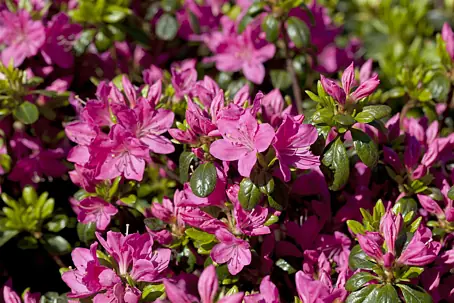 Rhododendren online kaufen bei BAUHAUS