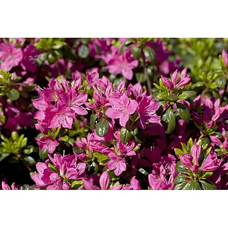 Pflanzen für dich  Rhododendron 15- 20 cm