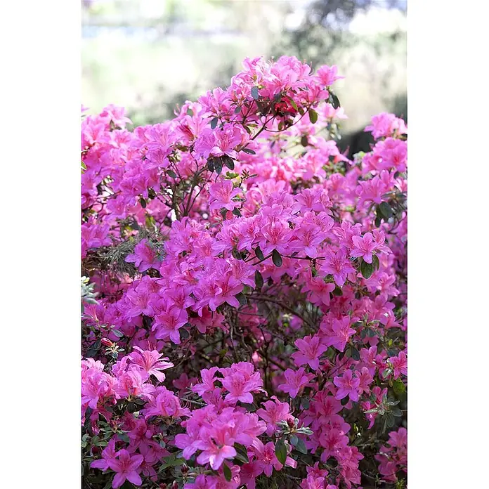 Pflanzen für dich Japanische Azalee 10-15 cm - Rhododendron obtusum 'Kermesina', Rosa - Leuchtend pinkfarbener Azaleenbusch in voller Blüte mit dichten Blütenständen und grünen Blättern.