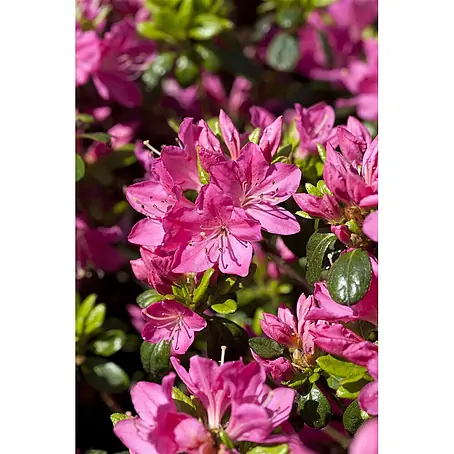 Pflanzen für dich  Japanische Azalee 10-15 cm