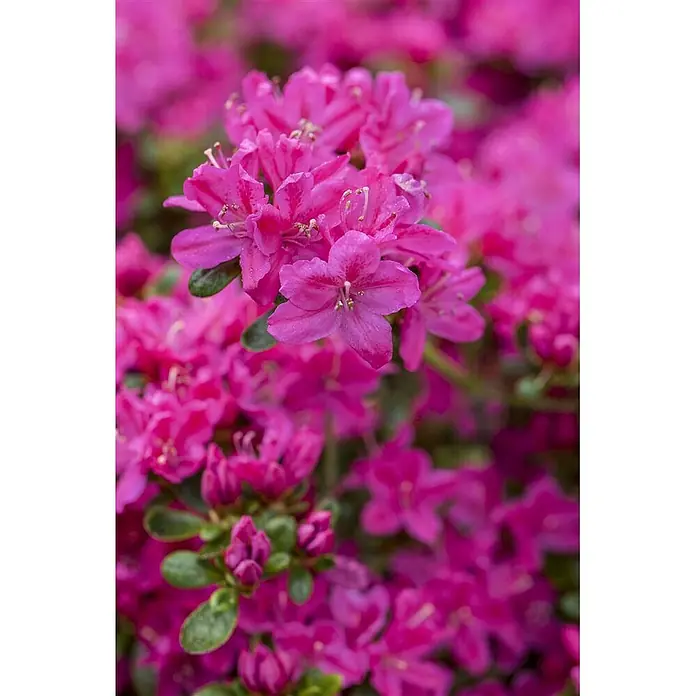 Pflanzen für dich Japanische Azalee 10-15 cm - Rhododendron obtusum 'Kermesina', Rosa - Leuchtend rosa Blüten in voller Blüte mit sichtbaren Staubblättern, an einer Pflanze mit grünen Blättern und Knospen.