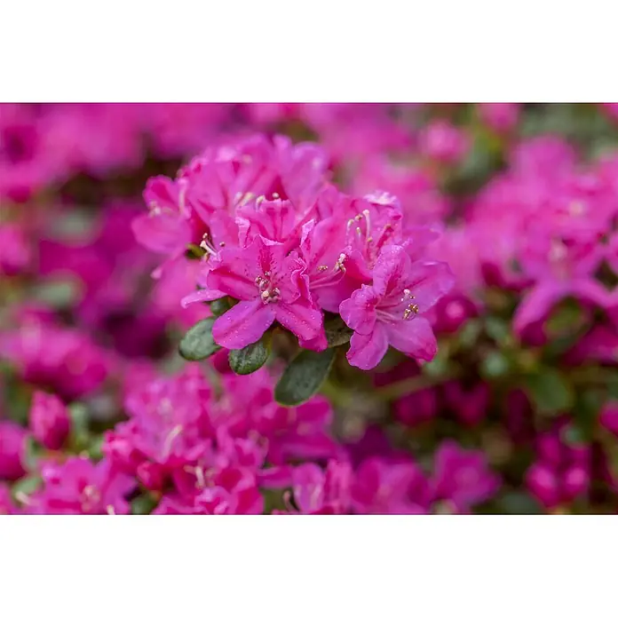 Pflanzen für dich Japanische Azalee 10-15 cm - Rhododendron obtusum 'Kermesina', Rosa - Leuchtend pinke Blüten mit Wassertropfen, in einem dichten Busch blühend.