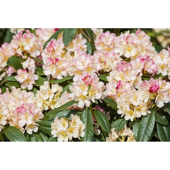 Pflanzen für dich Rhododendron 30-40 cm - Rhododendron yakushimanum 'Percy Wiseman', Blütenfarbe: Mehrfarbig - Dicht blühende Rhododendronblüten in Rosa und Creme, umgeben von grünen Blättern.