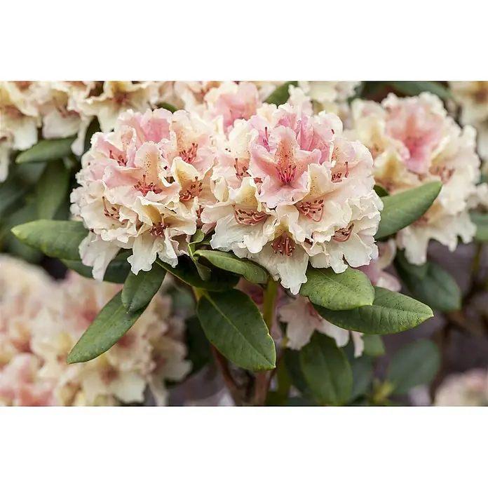 Pflanzen für dich Rhododendron 30-40 cm - Rhododendron yakushimanum 'Percy Wiseman', Blütenfarbe: Mehrfarbig - Ein Büschel hellrosa und cremefarbener Rhododendronblüten mit grünen Blättern.