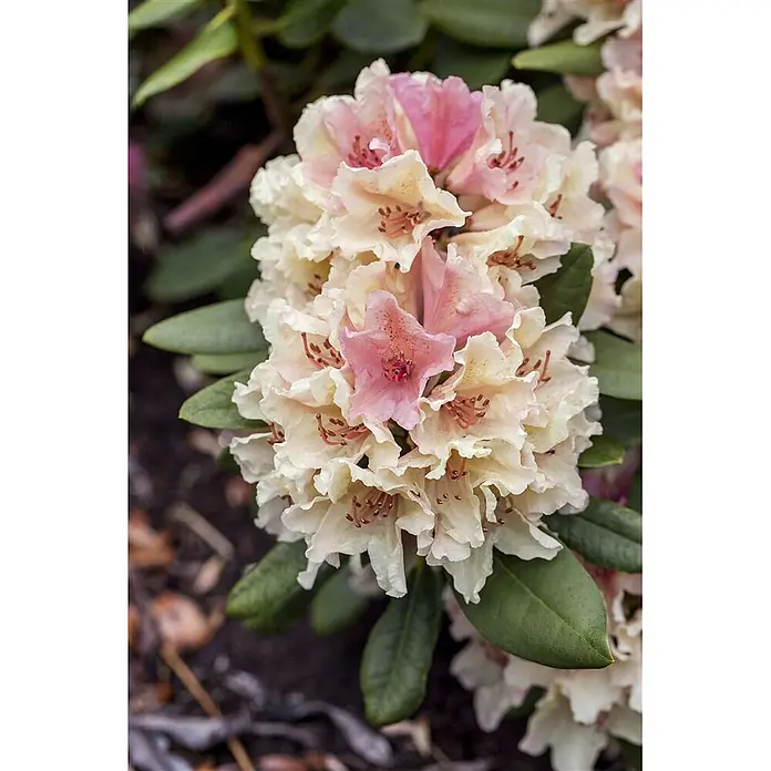 Pflanzen für dich Rhododendron 30-40 cm - Rhododendron yakushimanum 'Percy Wiseman', Blütenfarbe: Mehrfarbig - Großer Blütenstand cremeweißer und rosa Rhododendronblüten mit grünen Blättern.