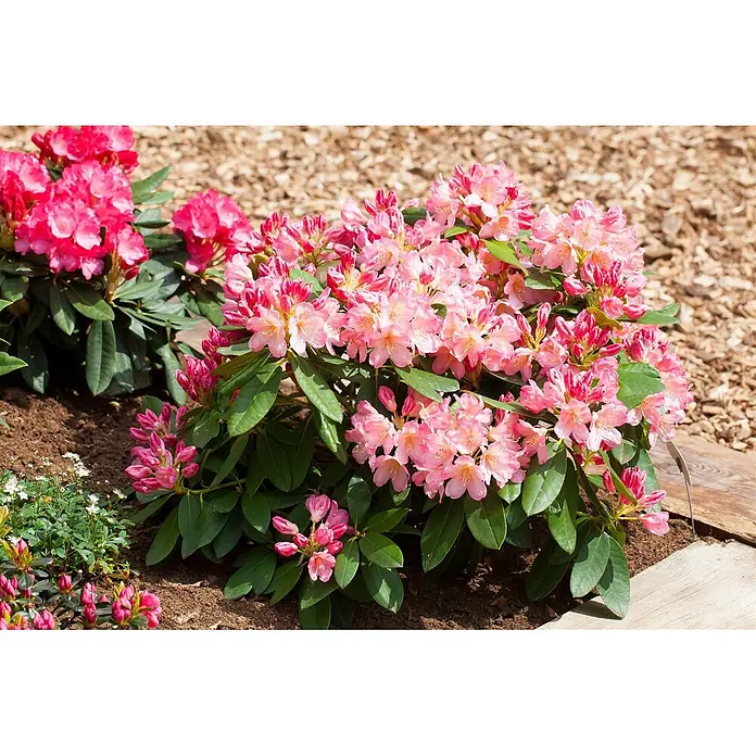 Pflanzen für dich Rhododendron 30-40 cm - Rhododendron yakushimanum 'Percy Wiseman', Blütenfarbe: Mehrfarbig - Leuchtend rosa Rhododendronblüten und Knospen mit grünen Blättern im Garten.
