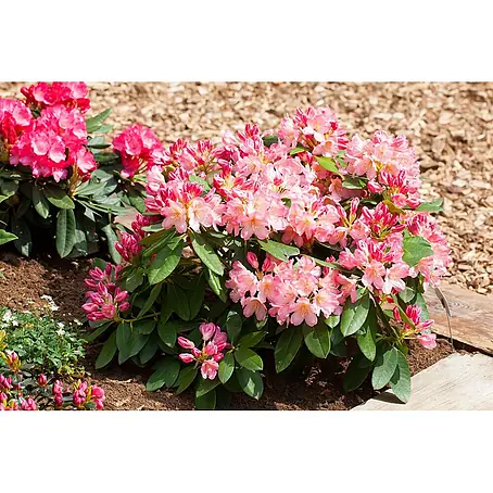 Pflanzen fr dich Rhododendron 30- 40 cm online kaufen bei BAUHAUS