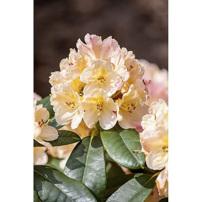 Pflanzen für dich Rhododendron 30-40 cm - Rhododendron yakushimanum 'Percy Wiseman', Blütenfarbe: Mehrfarbig - Blütenstand hellgelber Blüten mit rosa Spitzen und auffälligen Staubblättern, umgeben von dunkelgrünen Blättern.
