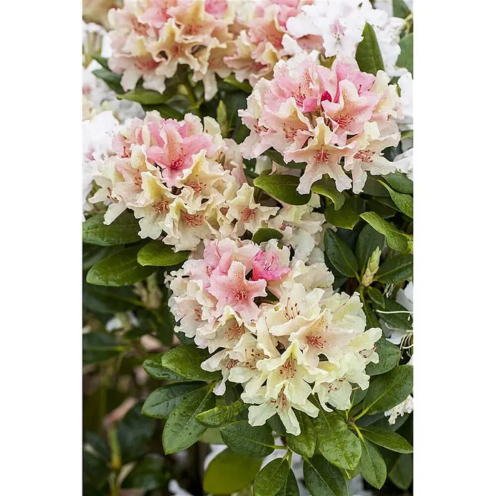 Pflanzen für dich Rhododendron 30-40 cm - Rhododendron yakushimanum 'Percy Wiseman', Blütenfarbe: Mehrfarbig - Nahaufnahme eines Rhododendronbusches mit rosafarbenen und cremefarbenen Blüten und glänzenden grünen Blättern.