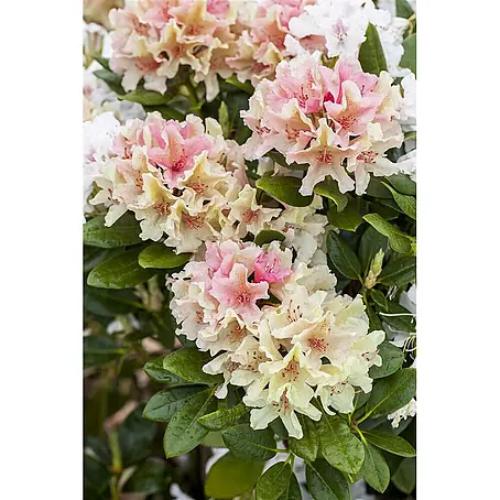 Pflanzen für dich  Rhododendron 25-30 cm
