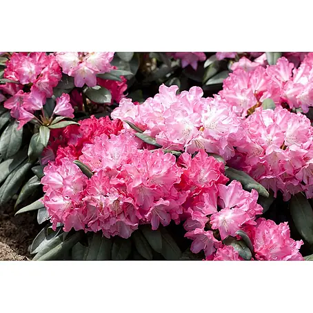 Pflanzen für dich  Rhododendron 30- 40 cm