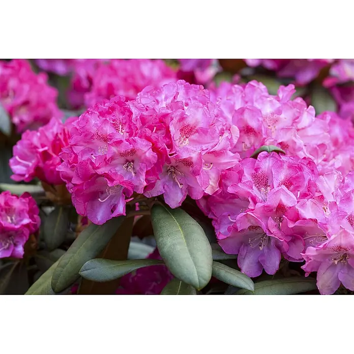 Pflanzen für dich Rhododendron 25-30 cm - Rhododendron yakushimanum 'Anuschka', Blütenfarbe: Rosa - Lebhaft pinkfarbene Rhododendronblüten mit gesprenkelten Blütenblättern und grünen Blättern.