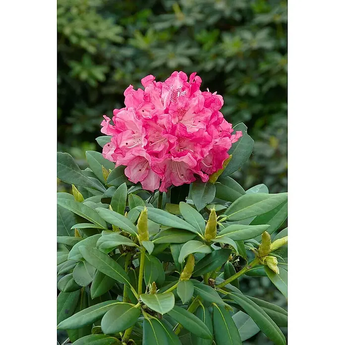 Pflanzen für dich Zwergrhododendron 80 cm - Rhododendron yakushimanum 'Clivia', Rosa - Leuchtend rosa Rhododendronblüte mit grünen Blättern und Knospen.
