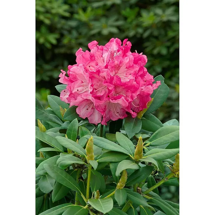 Pflanzen für dich Zwergrhododendron 80 cm - Rhododendron yakushimanum 'Clivia', Rosa - Kräftig rosa Rhododendronblüten inmitten dunkelgrüner Blätter und ungeöffneter Knospen.