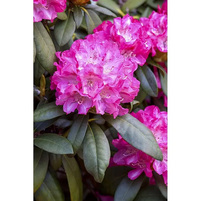 Pflanzen für dich Rhododendron 25-30 cm - Rhododendron yakushimanum 'Anuschka', Blütenfarbe: Rosa - Nahaufnahme leuchtend pinker Rhododendronblüten mit grünen Blättern.
