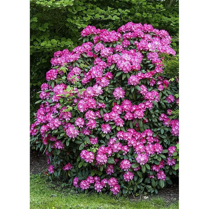 Pflanzen für dich Rhododendron 25-30 cm - Rhododendron yakushimanum 'Anuschka', Blütenfarbe: Rosa - Ein lebhafter Rhododendronbusch, bedeckt mit zahlreichen rosa-magentafarbenen Blüten, in einer Gartenumgebung.