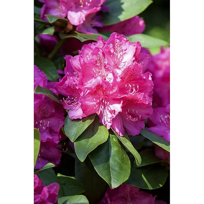 Pflanzen für dich Rhododendron 40-50 cm - Rhododendron Hybr. 'Erich', Blütenfarbe: Rosa - Leuchtend pinke Rhododendronblüten mit gesprenkelten Blütenblättern und grünen Blättern.