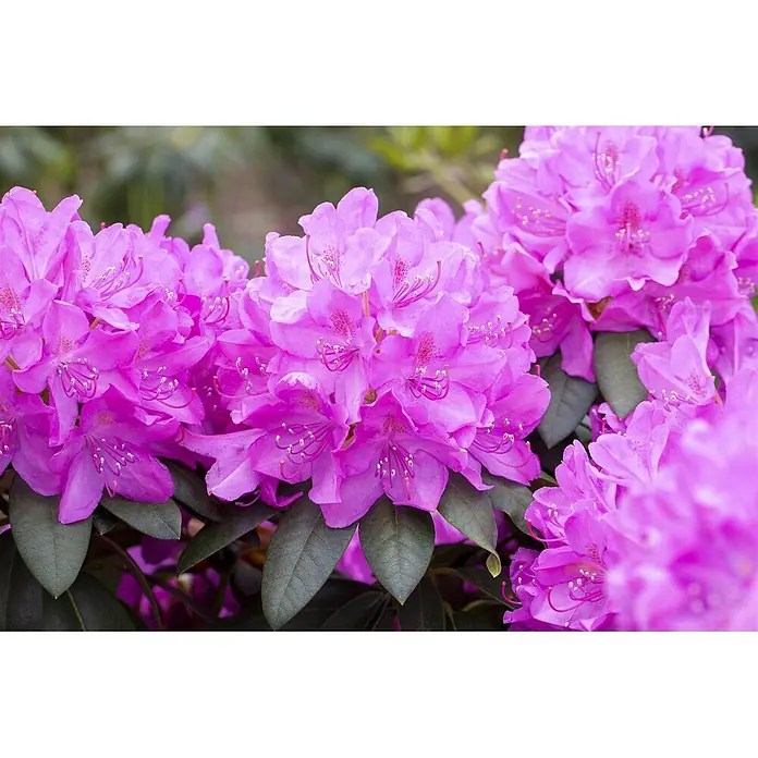 Pflanzen für dich Rhododendron 30-40 cm - Rhododendron 'Catawbiense Boursault', Blütenfarbe: Lila - Leuchtend rosa Rhododendronblüten in Gruppen.
