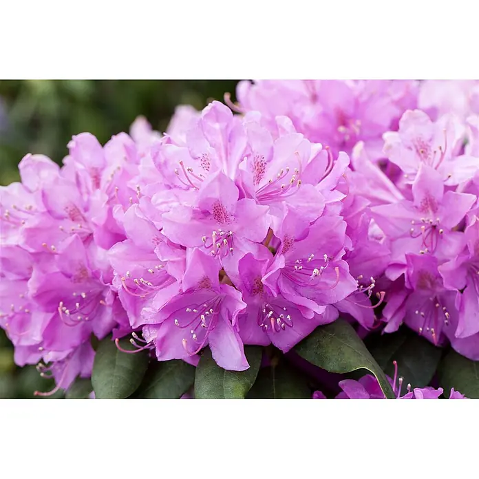 Pflanzen für dich Rhododendron 30-40 cm - Rhododendron 'Catawbiense Boursault', Blütenfarbe: Lila - Dichte Ansammlung leuchtend pinker Rhododendronblüten mit sichtbaren Staubblättern und dunkelgrünen Blättern.