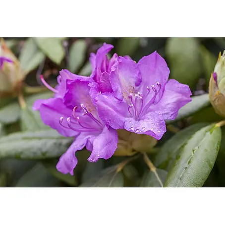 Pflanzen für dich  Großblumiger Rhododendron 70-80 cm