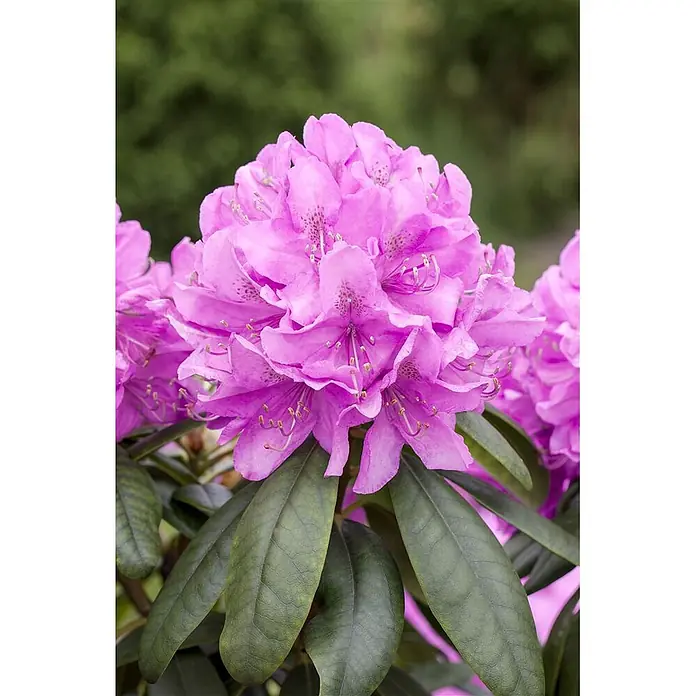 Pflanzen für dich Rhododendron 30-40 cm - Rhododendron 'Catawbiense Boursault', Blütenfarbe: Lila - Große Büschel lebhaft rosa Rhododendronblüten mit Flecken auf den Blütenblättern, umgeben von dunkelgrünen Blättern.