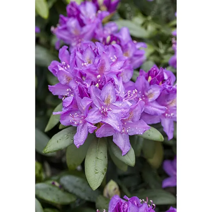 Pflanzen für dich Rhododendron 30-40 cm - Rhododendron 'Catawbiense Boursault', Blütenfarbe: Lila - Lebhafte violette Rhododendronblüten mit Tautropfen.