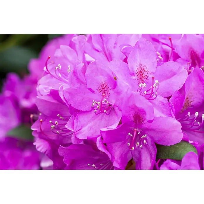 Pflanzen für dich Rhododendron 30-40 cm - Rhododendron 'Catawbiense Boursault', Blütenfarbe: Lila - Nahaufnahme einer leuchtend pinkfarbenen Rhododendron-Blütenpracht mit sichtbaren Staubblättern und roten Flecken.
