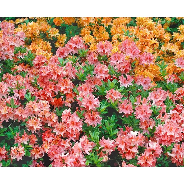 Pflanzen für dich Rhododendron 50-60 cm - Rhododendron viscosum, Blütenfarbe: Weiß - Busch mit leuchtend pinken und korallenfarbenen Blüten vorn, orangen Blüten hinten und grünen Blättern.
