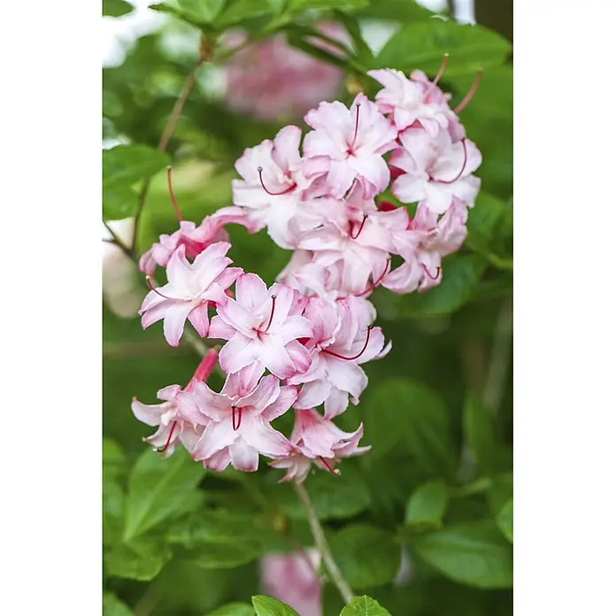 Pflanzen für dich Rhododendron 50-60 cm - Rhododendron viscosum, Blütenfarbe: Weiß - Ein Blütenstand zartrosa Blumen mit roten Staubfäden.