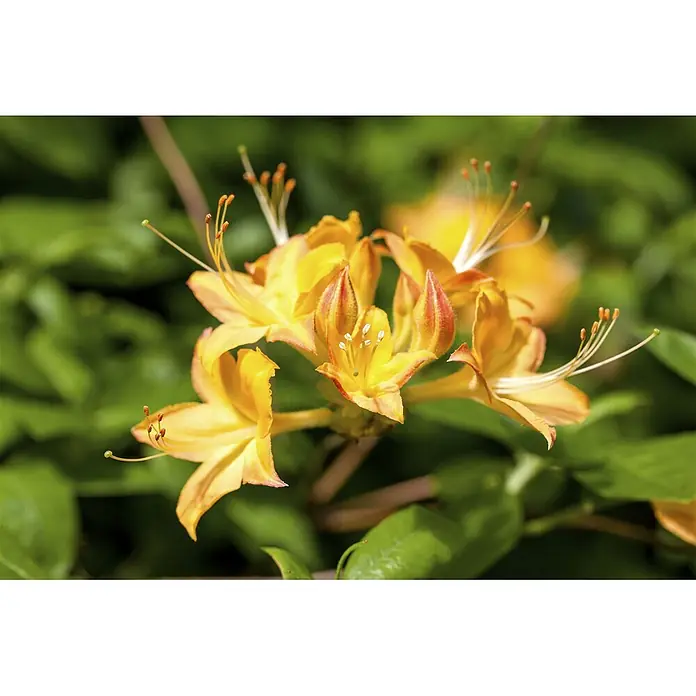 Pflanzen für dich Rhododendron 50-60 cm - Rhododendron viscosum, Blütenfarbe: Weiß - Leuchtend gelbe Blüten mit orangefarbenen Akzenten und auffälligen Staubgefäßen.