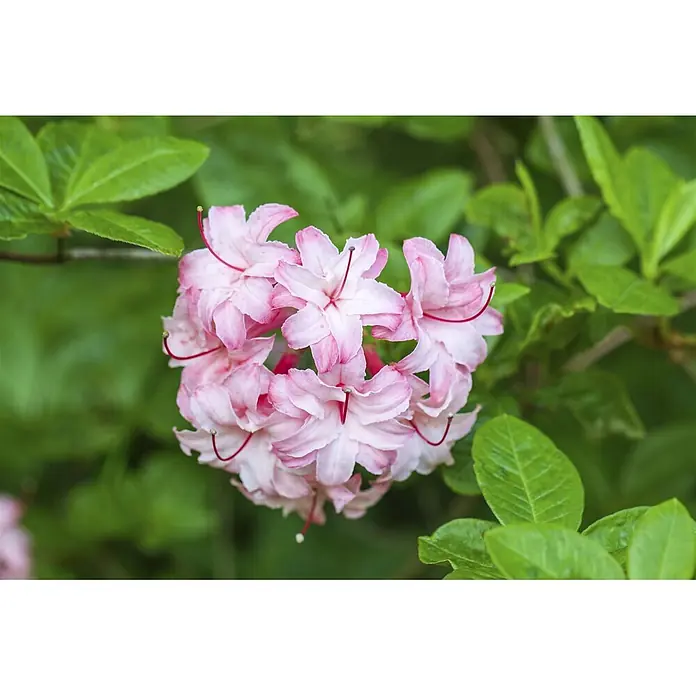 Pflanzen für dich Rhododendron 50-60 cm - Rhododendron viscosum, Blütenfarbe: Weiß - Rosa Azaleenblüten mit roten Staubgefäßen.