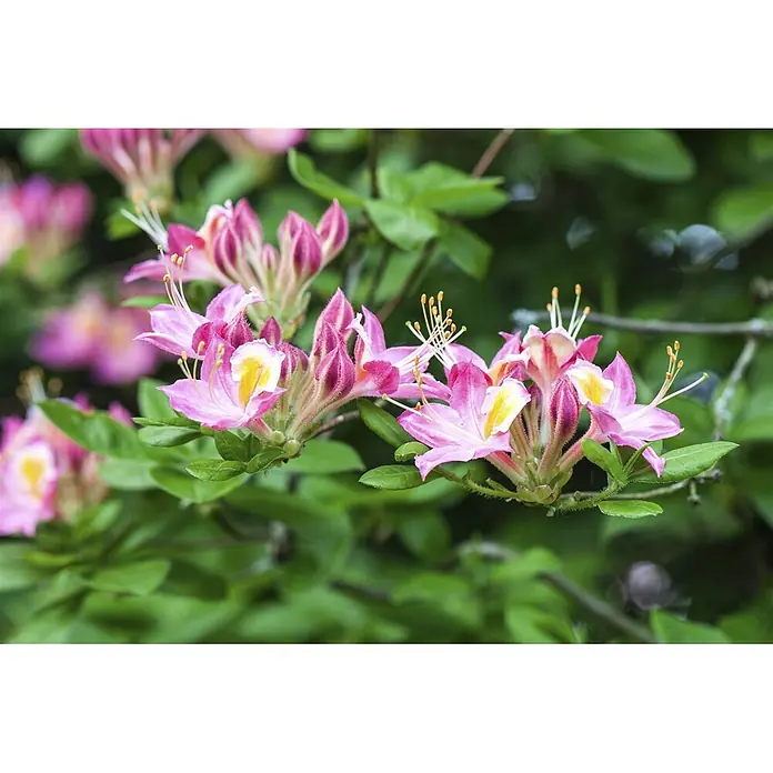 Pflanzen für dich Rhododendron 30-40 cm - Rhododendron luteum 'Soir de Paris', Blütenfarbe: Gelb - Rosa azaleenartige Blüten mit gelben Markierungen und sichtbaren Staubblättern an einer grünen Pflanze.