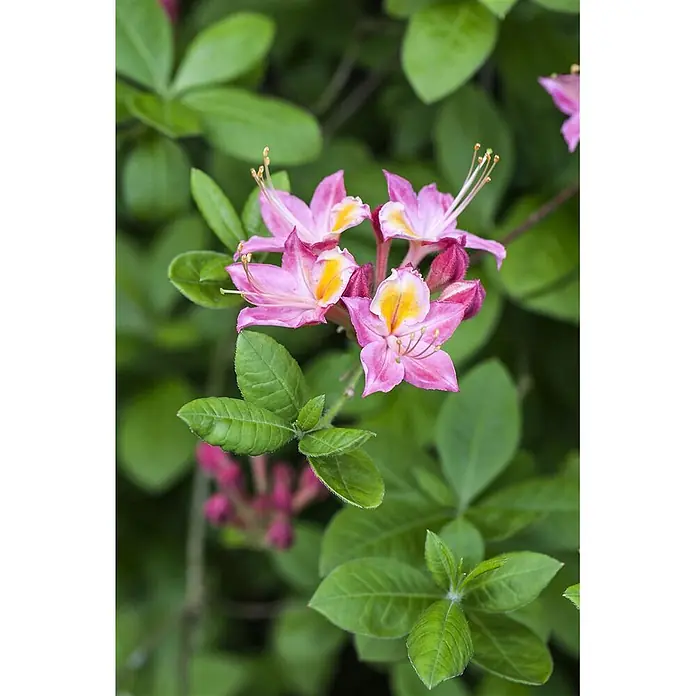 Pflanzen für dich Rhododendron 50-60 cm - Rhododendron viscosum, Blütenfarbe: Weiß - Nahaufnahme leuchtend pinker Blüten mit gelber Mitte und grünen Blättern einer Pflanze.