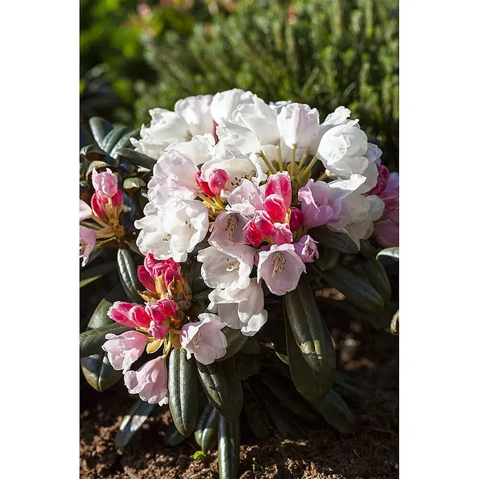 Pflanzen für dich Rhododendron 40-50 cm - Rhododendron yakushimanum 'Edelweiß', Blütenfarbe: Weiß - Büschel weißer und rosa Rhododendronblüten mit grünen Blättern, im Boden wachsend.