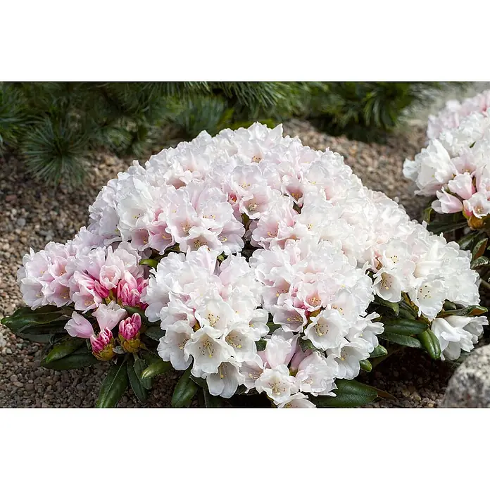 Pflanzen für dich Zwergrhododendron 30- 40 cm - Rhododendron yakushimanum 'Edelweiß', Weiß - Ein lebhafter Cluster blassrosa und weißer Rhododendronblüten blüht in einer Gartenumgebung.