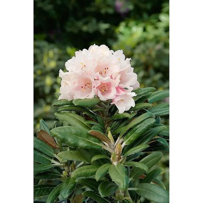 Pflanzen für dich Rhododendron 40-50 cm - Rhododendron yakushimanum 'Edelweiß', Blütenfarbe: Weiß - Blühender Rhododendron mit hellrosa Blüten und dunkelgrünen Blättern.