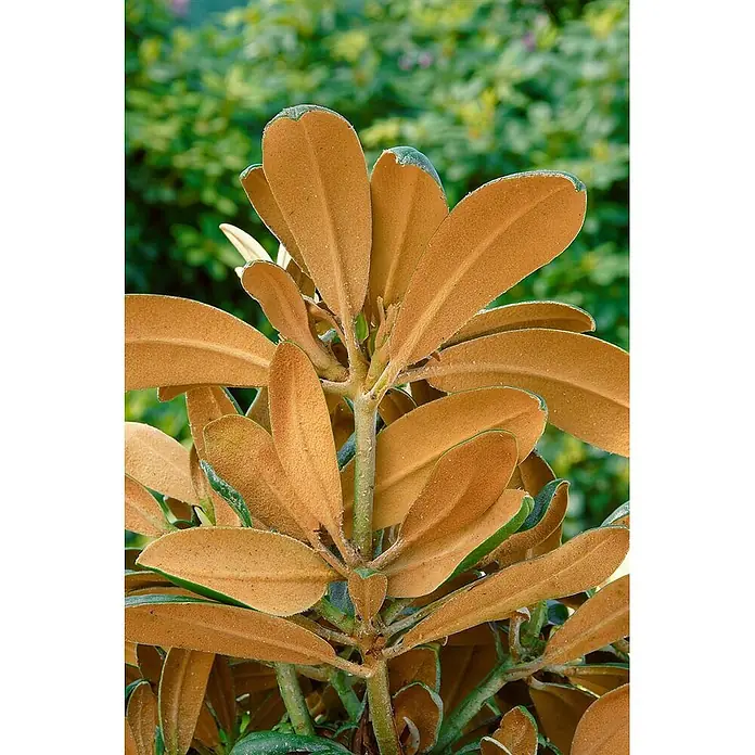 Pflanzen für dich Rhododendron 40-50 cm - Rhododendron yakushimanum 'Edelweiß', Blütenfarbe: Weiß - Nahaufnahme einer Pflanze mit filzigen, kupferbraunen Blättern, teils mit grünen Rändern.