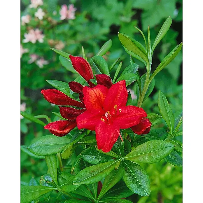 Pflanzen für dich Rhododendron Pontische Azalee - Rhododendron luteum 'Satan', Blütenfarbe: Rot - Leuchtend rote, trompetenförmige Blüten und Knospen an einer blühenden Pflanze.